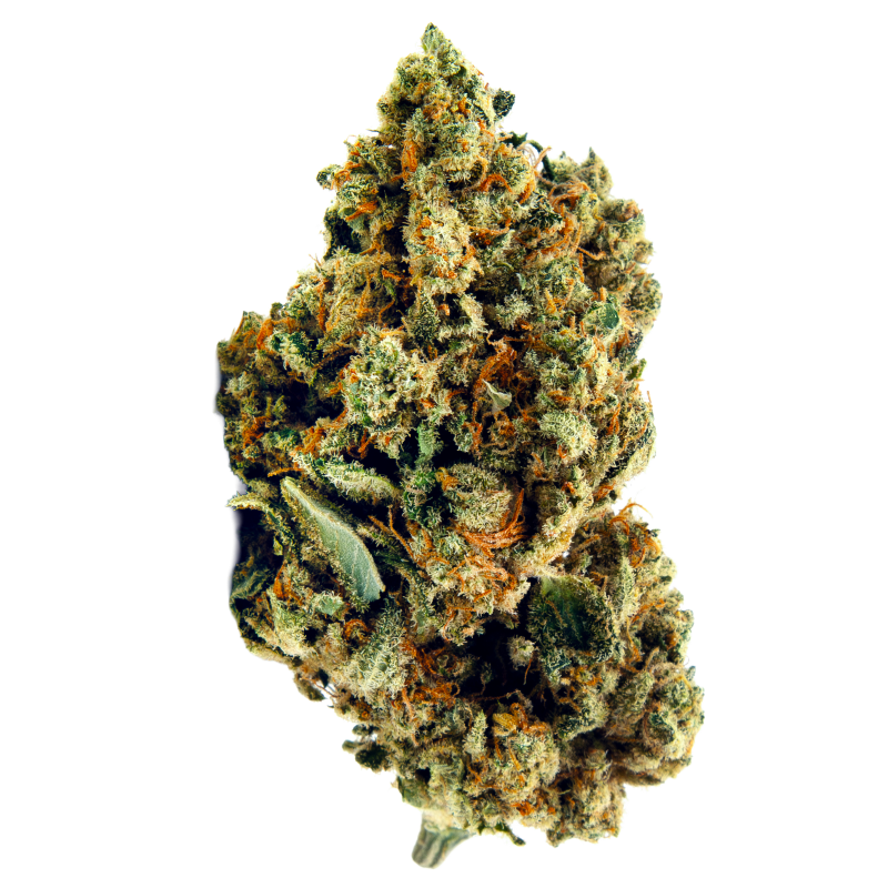 Amnésia indoor hydro coco